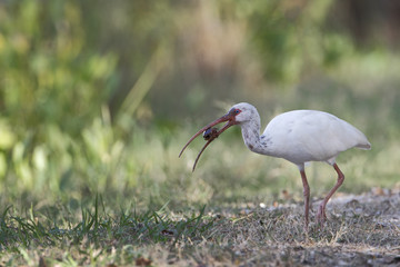 American white ibis (Eudocimus albus) with crawfish, Brazos Bend State Park, Texas, USA