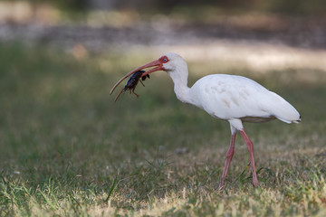 American white ibis (Eudocimus albus) with crawfish, Brazos Bend State Park, Texas, USA