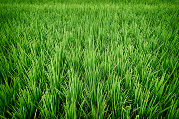 Obraz premium Close up of fresh green grass background.