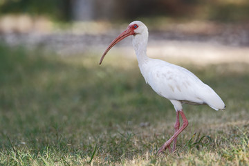 Naklejka premium American white ibis (Eudocimus albus) standing in grass, Brazos Bend State Park, Texas, USA