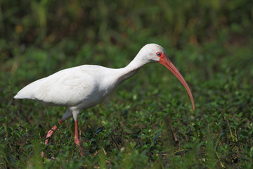 American White Ibis (Eudocimus albus) walking through grass near swamp, Kissimmee, Florida, USA