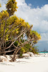 arbre tropical sur la plage