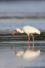 American White Ibis (Eudocimus albus) catching prey, Curry Hammock State Park, Florida, USA