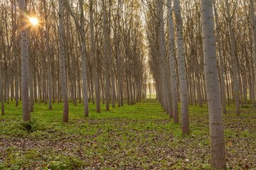 poplars in the forest on an autumn sunset