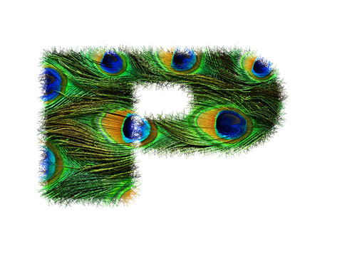 High resolution upper case letter P made of peacock feathers alphabet isolated on white background