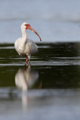 American White Ibis (Eudocimus albus) foraging in water, Curry Hammock State Park, Florida, USA