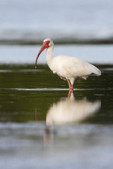 American White Ibis (Eudocimus albus) foraging in water, Curry Hammock State Park, Florida, USA