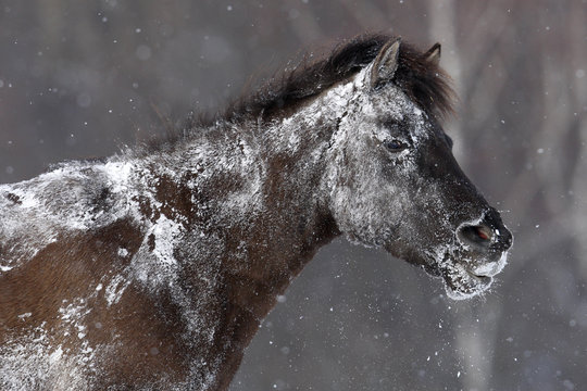 Carpathian Pony / Hucul (Equus caballus) covered in snow. Bieszczady, Carpathian Mountains, Poland, March.