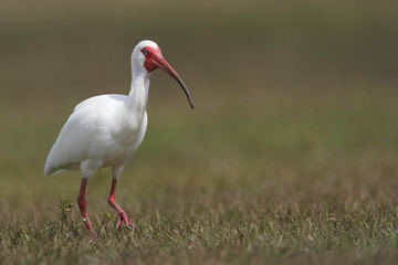 American White Ibis (Eudocimus albus) walking through grass near swamp, Florida, USA
