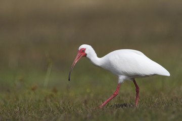 American White Ibis (Eudocimus albus) walking through grass near swamp, Florida, USA