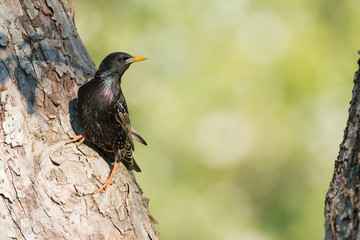 Adulter star auf einem Kirschbaum