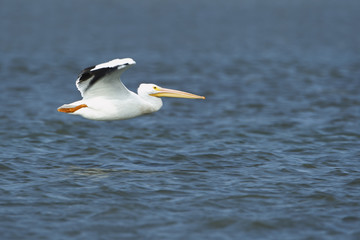 Fototapeta na wymiar American white pelican (Pelecanus erythrorhynchos) flying, Bolivar Peninsula, Texas, USA