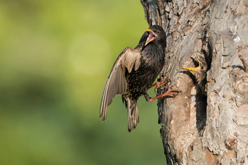 Fütternder Star mit einem Jungvogel in einem alten Kirschbaum