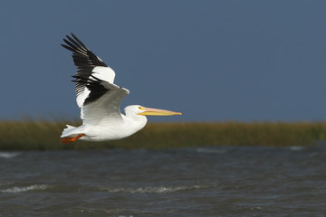 American white pelican (Pelecanus erythrorhynchos) flying, Bolivar Peninsula, Texas, USA