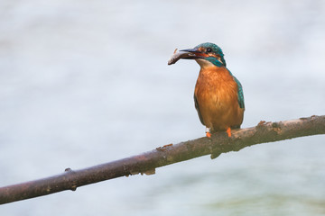 Eisvogel auf einem Ast