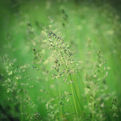Green grass meadow suitable for backgrounds or wallpapers, natural seasonal landscape