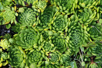 Mountain web-houseleek (Sempervivum montanum). Bieszczady, Carpathian Mountains, Poland, July.