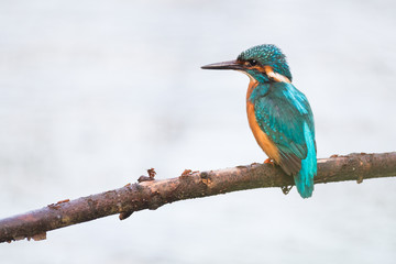 Eisvogel auf einem Ast