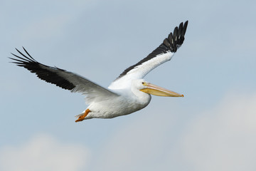 American white pelican (Pelecanus erythrorhynchos) flying, Bolivar Peninsula, Texas, USA