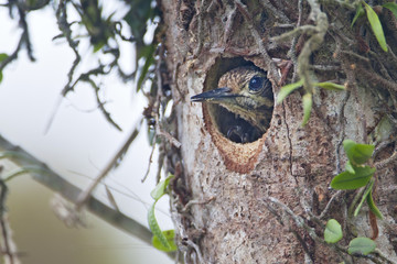 White-spotted woodpecker (Veniliornis spilogaster) in nest, Itanhaem, Brazil