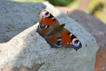 Motyl © Edyta M.
