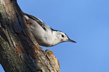 White-breasted Nuthatch (Sitta carolinensis) sitting on tree, Amherst Island, Canada