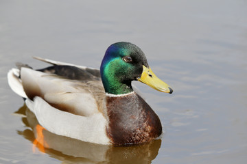 Mallard (Anas platyrhynchos) drake in water, Netherlands