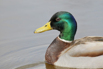 Mallard (Anas platyrhynchos) drake in water, Netherlands