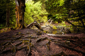 Obraz premium Plitvice lakes park in Croatia.