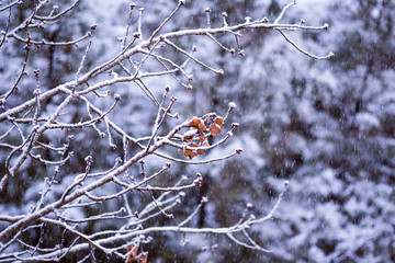 winter snowed tree branch in nature useful for background