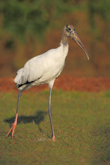 Wood stork (Mycteria americana) walking in grass field, Lake Marian, Florida, USA