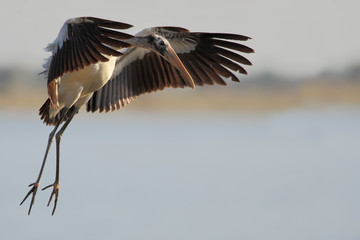 Wood stork (Mycteria americana) flying, Lake Marian, Florida, USA © Wilfred