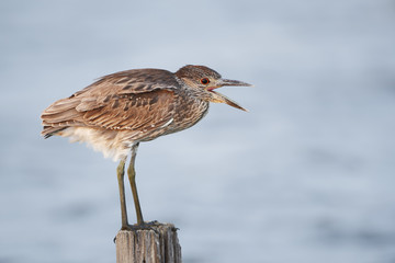 Yellow-crowned Night-heron (Nyctanassa violacea) immature standing on pole with beak open, Bolivar Peninsula, Texas, USA