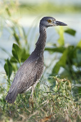 Fototapeta premium Yellow-crowned Night heron (Nyctanassa violacea) immature in marsh, Brazos Bend State Park, Texas, USA