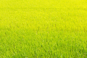 Fototapeta premium green rice field.