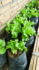 Lettuce, romaine salad leaves in plastic pot