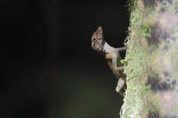 Yellow-chinned Anole (Anolis gundlachi), El Yunque Rain Forest, Puerto Rico