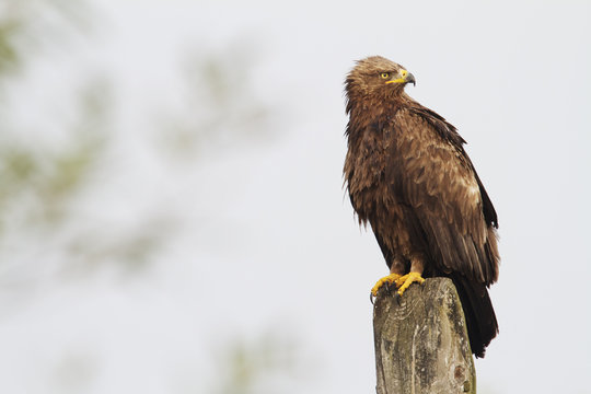Lesser-spotted eagle (Aquila pomarina) perched on post near Lutowiska, Poland, September 2011