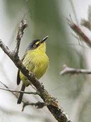 Fototapeta premium Yellow-lored Tody Flycatcher (Todirostrum poliocephalum) sitting on branch, Itanhaem, Brazil