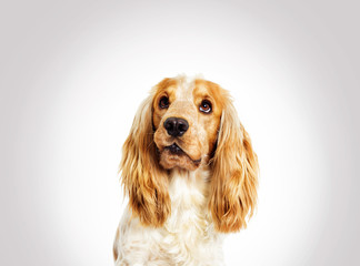 portrait funny dog spaniel on a gray background