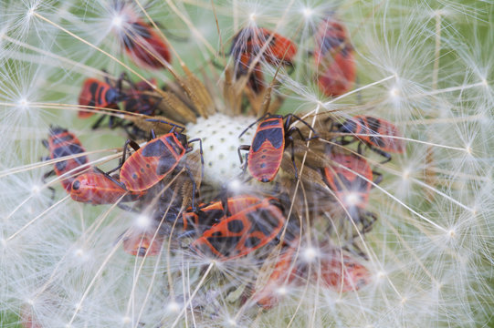 Juvenile Firebugs (Pyrrhocoris apterus) feeding on thistle seeds, Pont-du-Chateau, Auvergne, France, August 2010