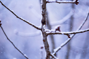 winter snowed tree branch in nature useful for background