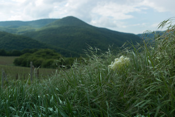Abrau Durso Vineyards in. Krasnodar region. Russia. 08.05.2016