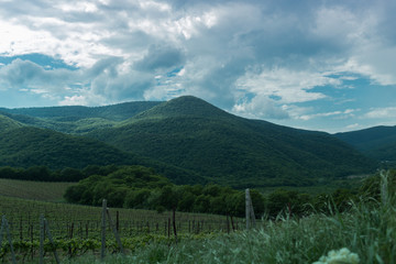 Abrau Durso Vineyards in. Krasnodar region. Russia. 08.05.2016