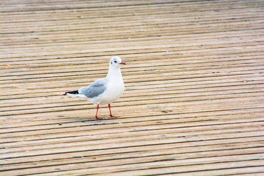 White seagull walking on the planks of the pier. Sea bird.