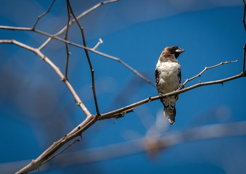 Bronze mannikin Lonchura cucullata