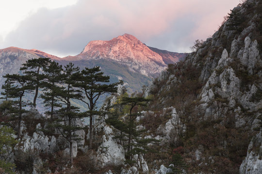 Black pine (Pinus nigra var. bannatica), endemic subspecies, growing on a ridge in Domogled Valea Cernei National Park, Baile Herculane, Caras Severin, Romania, October 2012