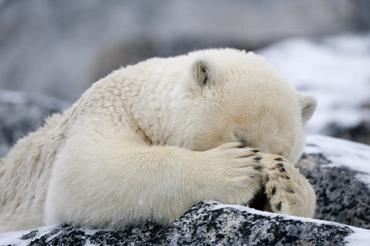 Polar bear (Ursus maritimus) with paws covering eyes, Svalbard, Norway, September 2009UNAVAILABLE FOR COMMERCIAL USE WITHOUT PRIOR CONSENT