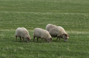Obraz na płótnie Canvas Icelandic sheeps on the meadow in windy weather.