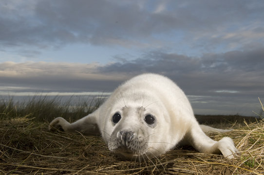 Grey seal (Halichoerus grypus) pup, Donna Nook, Lincolnshire, UK, November 2008